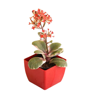 Kalanchoe Blossfeldiana -Variegated Tricolor – Succulent Plant