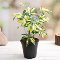 Schefflera Variegated-Umbrella plant- Variegated-Schefflera Arboricola Trinette