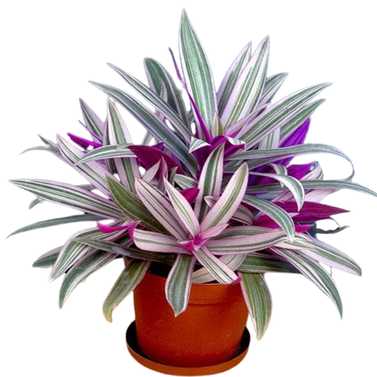 Rhoeo Spathacea Tricolor / Rhoeo Variegated Plant