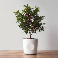 Black Jamun - Syzygium cumini - Syzygium cumini