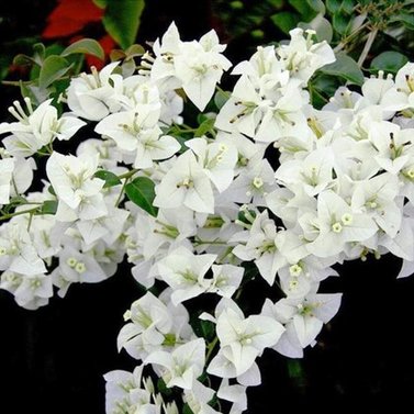 Bougainvillea (White) Image