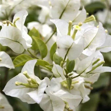 Bougainvillea (White) Image