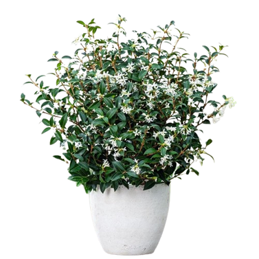 Sweet Osmanthus - Sweet Olive - Fragrant Olive