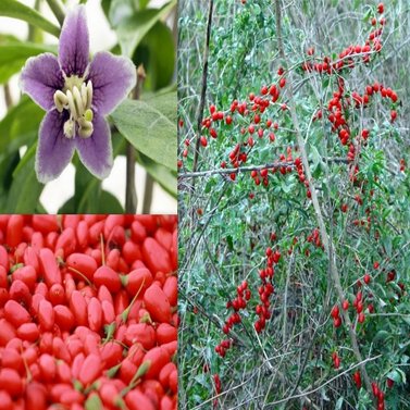 Goji bair - Chinese wolfberry -  Lycium barbarum