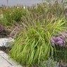 Fountain Grass -  Pennisetum