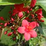 Jatropha - Barbados Nut - Bubble Bush - Purging Nut - Jatropha Curcas