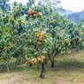 Japanese Persimmon - Japani Phaal - Amlok - Diospyros Kaki