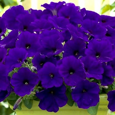 Petunia - Petunia Surfinia Purple -  Petunia X Hybrida