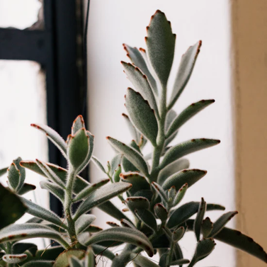 Panda Plant - Kalanchoe Tomentosa - Succulent - Live Plant