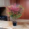 Burning Bush - Euonymus Alatus - Winged Spindle, Winged Euonymus