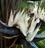 White bird of paradise - Strelitzia nicolai