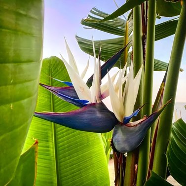 White bird of paradise - Strelitzia nicolai