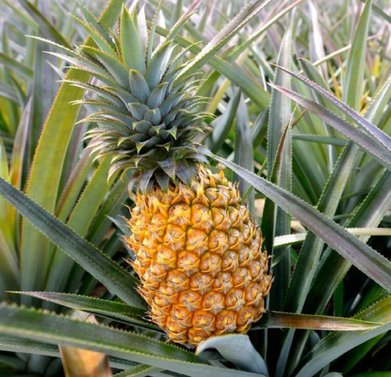 Pineapple - Ananas Comosus