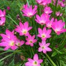 Rain Lily - Zephyranthes Lily (Multi Color)