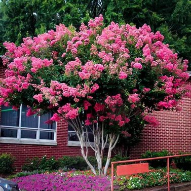 Lagerstroemia – Crepe Myrtle