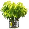 Pisonia Alba - Pisonia Grandis -Lettuce Tree - Moonlight Tree - Birdlime