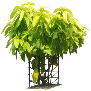 Pisonia Alba - Pisonia Grandis -Lettuce Tree - Moonlight Tree - Birdlime