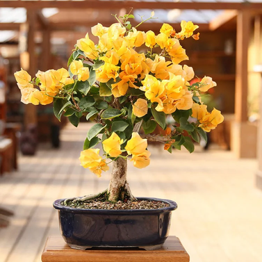 Bougainvillea Yellow