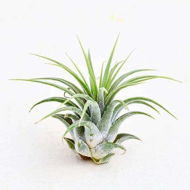 Air Plant-Tillandsia Ionantha Guatemala-Small Plant