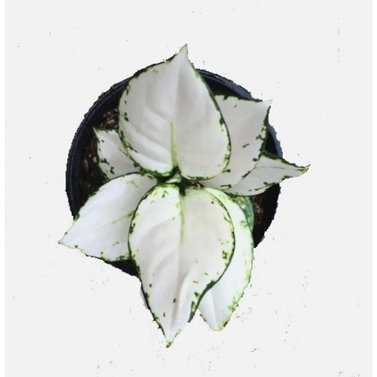 Aglaonema Super White Image