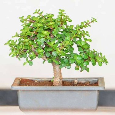 Dwarf Jade Bonsai Plant