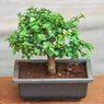 Dwarf Jade Bonsai Plant