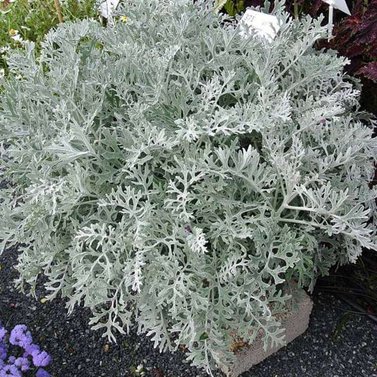 Dusty Miller Plant- Silver Ragwort