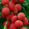 Litchi - Lychee - Litchi Chinensis