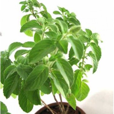 Tulsi  - Holy Basil -  Ocimum Sanctum