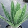 Dioon Merolae - Palm Tree