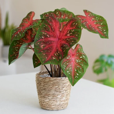 Caladium L-Whorton Image