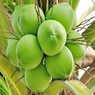 Coconut Palm - Cocos Nucifera