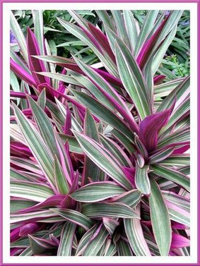 Rhoeo Spathacea Tricolor / Rhoeo Variegated Plant