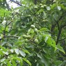 Walnut plant - Juglans