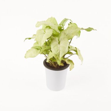 Syngonium White Image