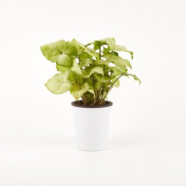 Syngonium White Image