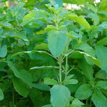 Tulsi  - Holy Basil -  Ocimum Sanctum