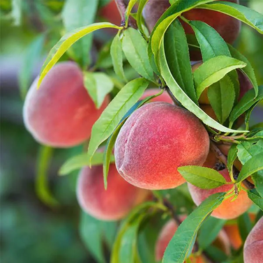 Peach-Prunus Persica-Arru