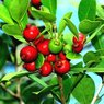 Red Strawberry Guava-Red Apple Guava-Psidium Guajava