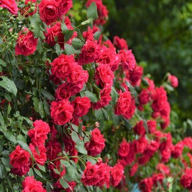 Rose - Red Rose -  Rosa Indica - Gulab- Ghulab