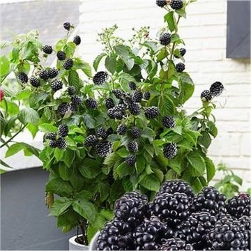 Blackberry - Rubus fruticosus - Black respberry