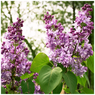 Lilac - Syringa Vulgaris