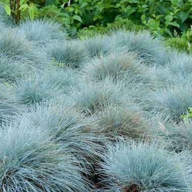 Blue Fescue Grass -  Festuca Glauca