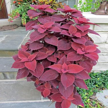 Sun Coleus Image