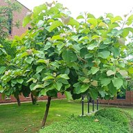 Teak-Tectona Grandis-Lamiaceae-Sagwan