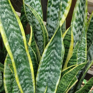 Dracaena Trifasciata-Snake plant-Sansevieria