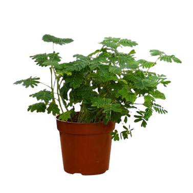 Shame Plant - Touch me Not - Mimosa Pudica