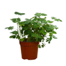 Shame Plant - Touch me Not - Mimosa Pudica