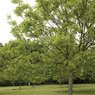 Walnut plant - Juglans