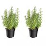 Rosemary -Salvia Rosmarinus - Rosemarinus Officinalis